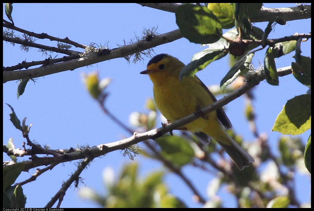 0401-145032-01.jpg - Wilson's Warbler