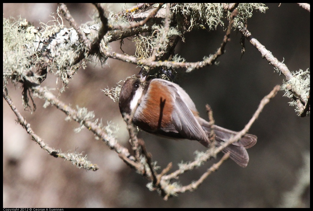 0401-145226-05.jpg - Chestnut-backed Chickadee