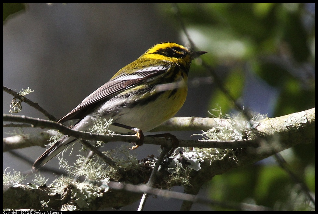 0401-145527-04.jpg - Townsend's Warbler