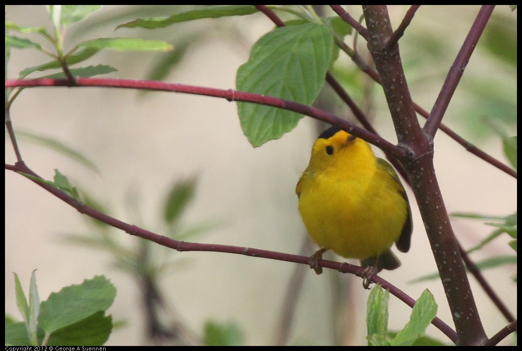 0401-150011-01.jpg - Wilson's Warbler