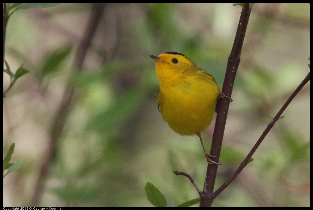 0401-150017-02.jpg - Wilson's Warbler