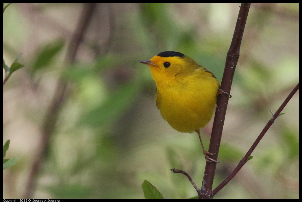 0401-150017-03.jpg - Wilson's Warbler