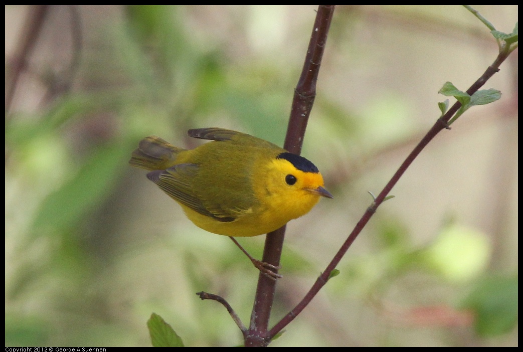 0401-150019-04.jpg - Wilson's Warbler