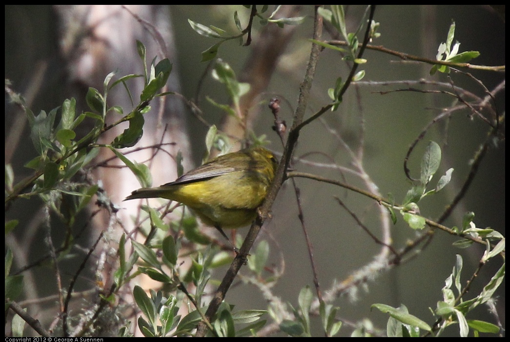 0401-150104-03.jpg - Wilson's Warbler female (?)