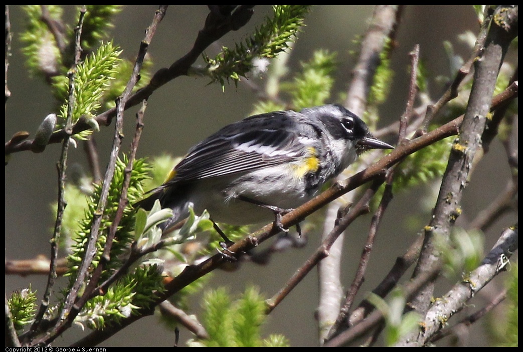 0401-150252-01.jpg - Yellow-rumped Warbler