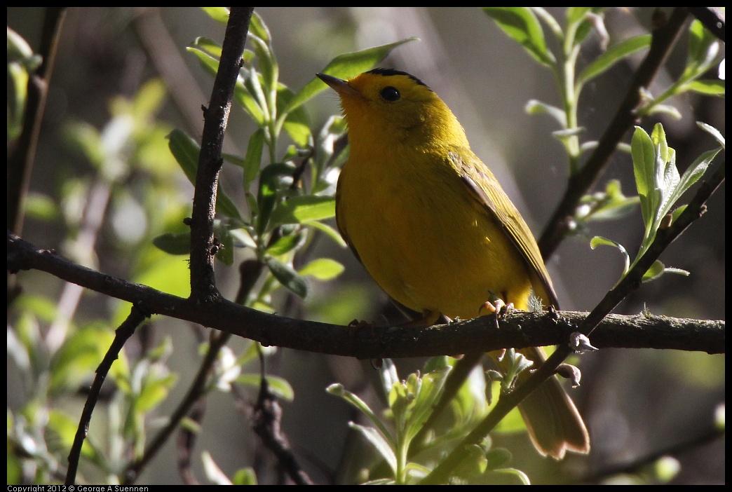 0401-150307-01.jpg - Wilson's Warbler