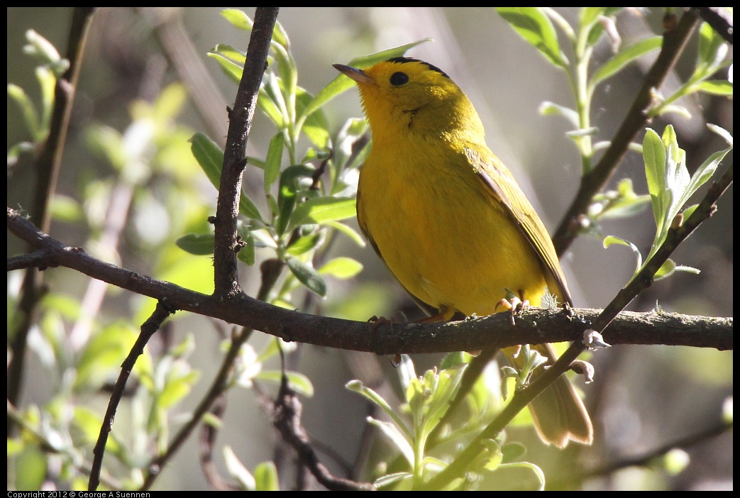 0401-150307-03.jpg - Wilson's Warbler