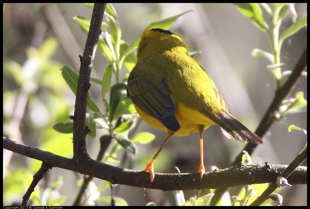 0401-150307-05.jpg - Wilson's Warbler