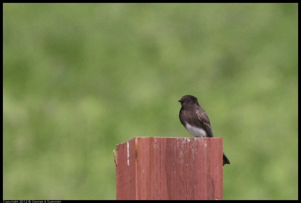 0401-151946-01.jpg - Black Phoebe