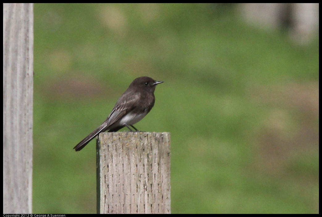 0401-152038-02.jpg - Black Phoebe