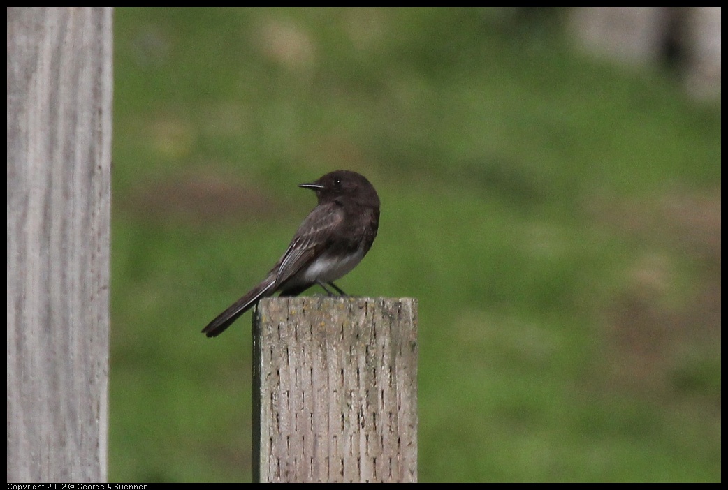 0401-152043-01.jpg - Black Phoebe