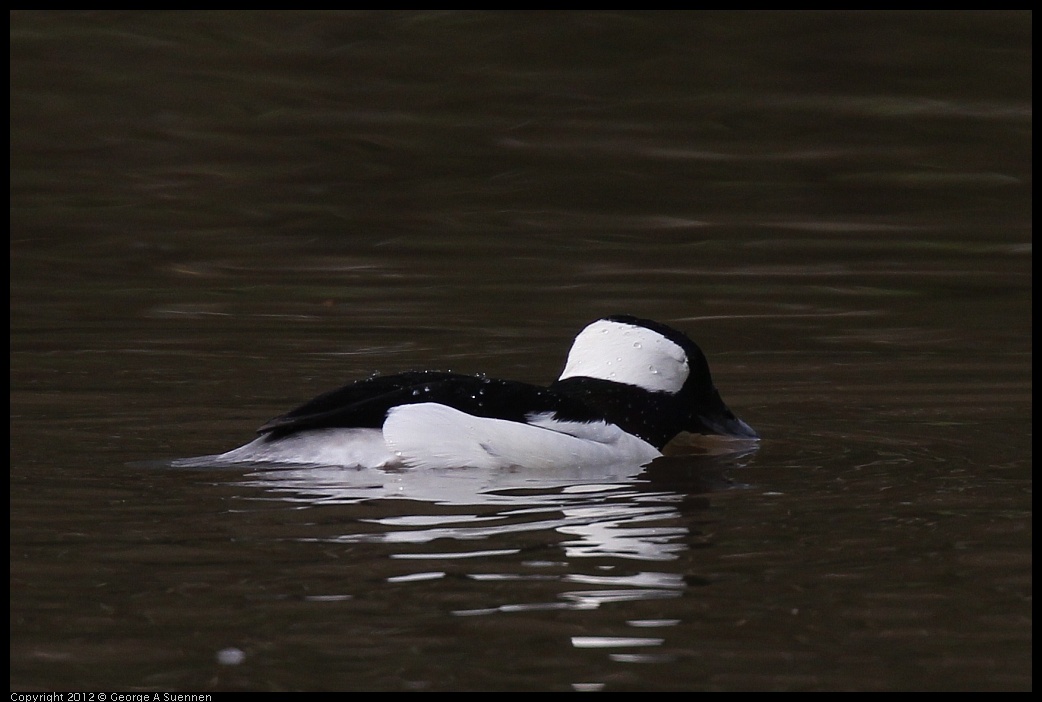 0403-084738-01.jpg - Bufflehead