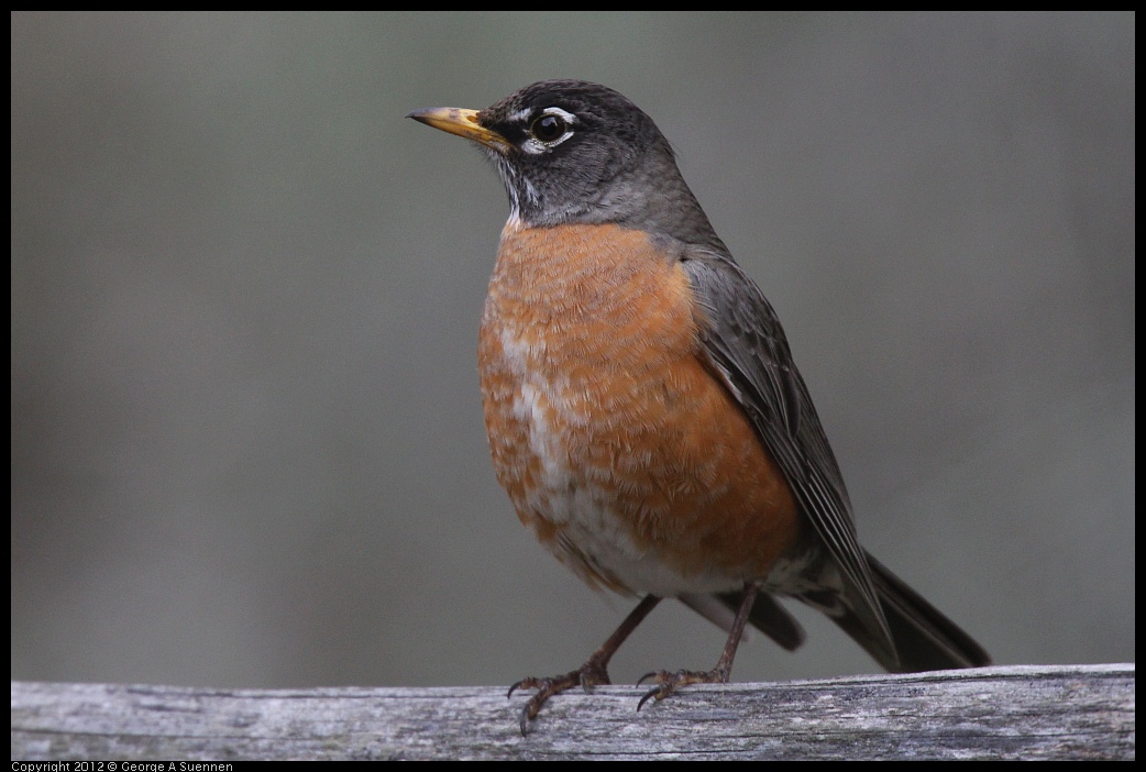 0403-084828-02.jpg - American Robin