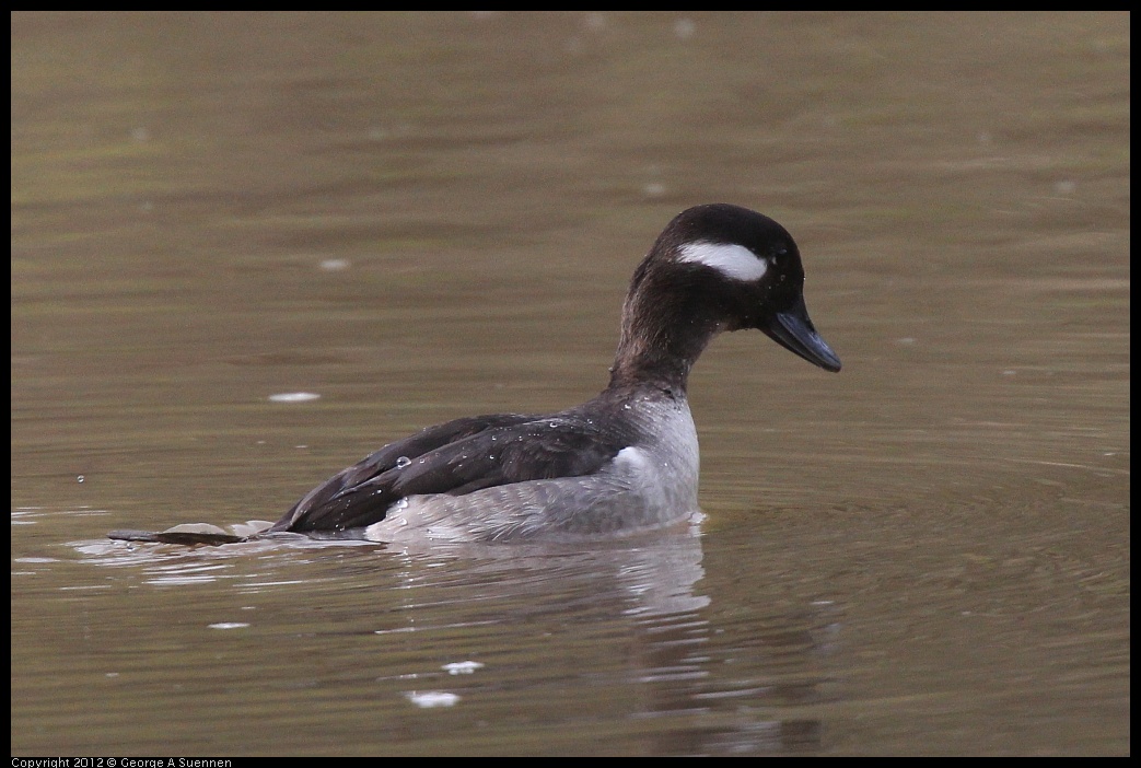 0403-085039-01.jpg - Bufflehead