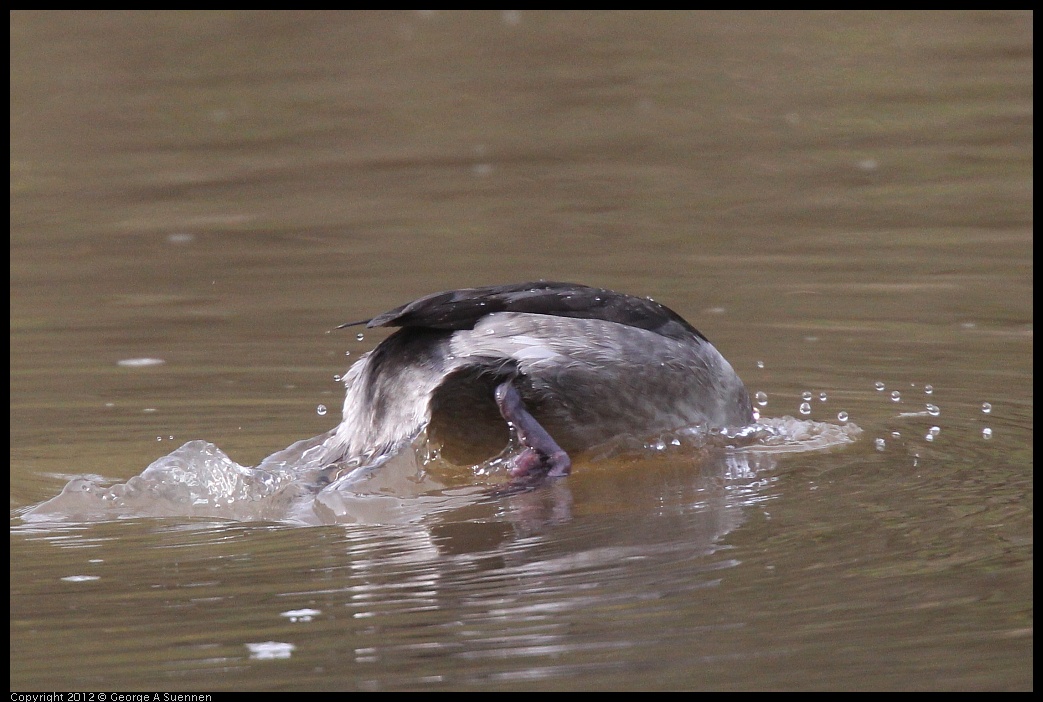 0403-085039-02.jpg - Bufflehead