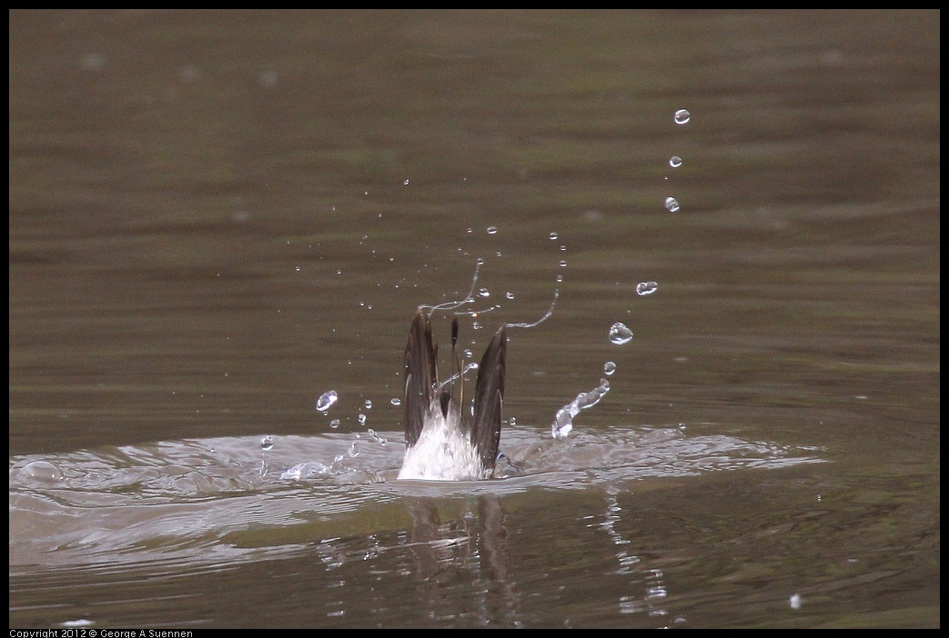 0403-085039-03.jpg - Bufflehead