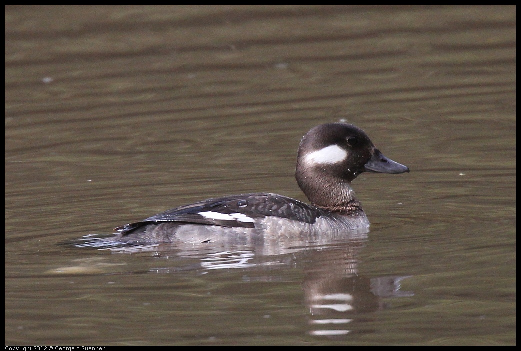 0403-085047-01.jpg - Bufflehead