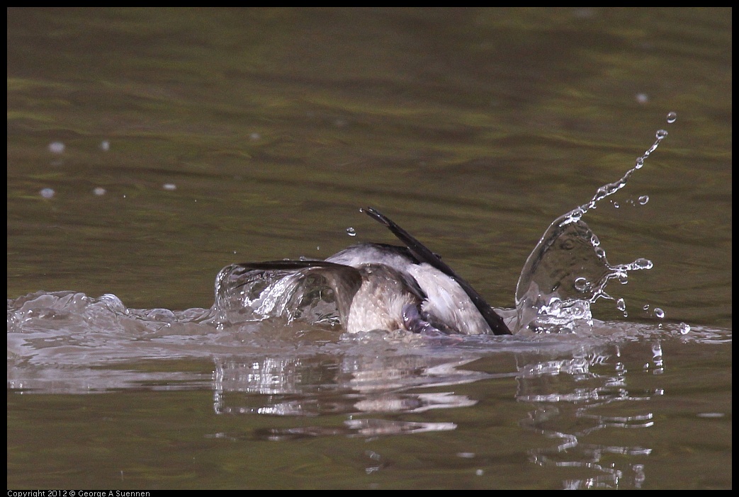 0403-085313-01.jpg - Bufflehead