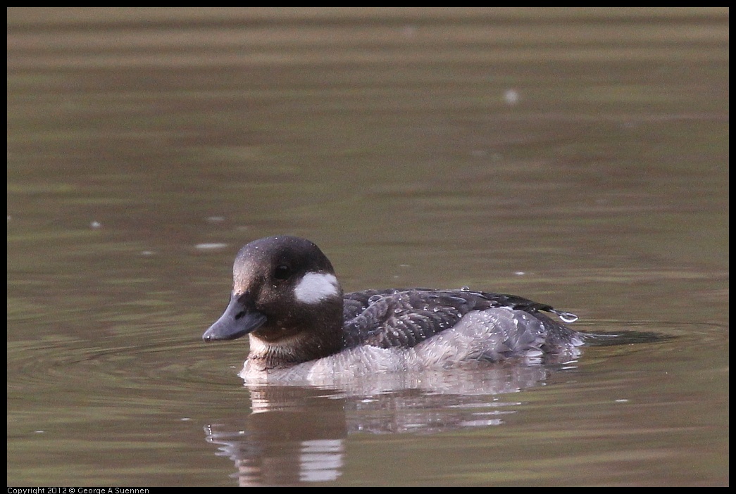 0403-085334-02.jpg - Bufflehead