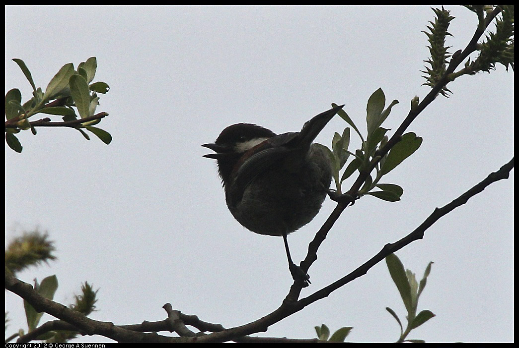 0403-090224-01.jpg - Chestnut-backed Chickadee