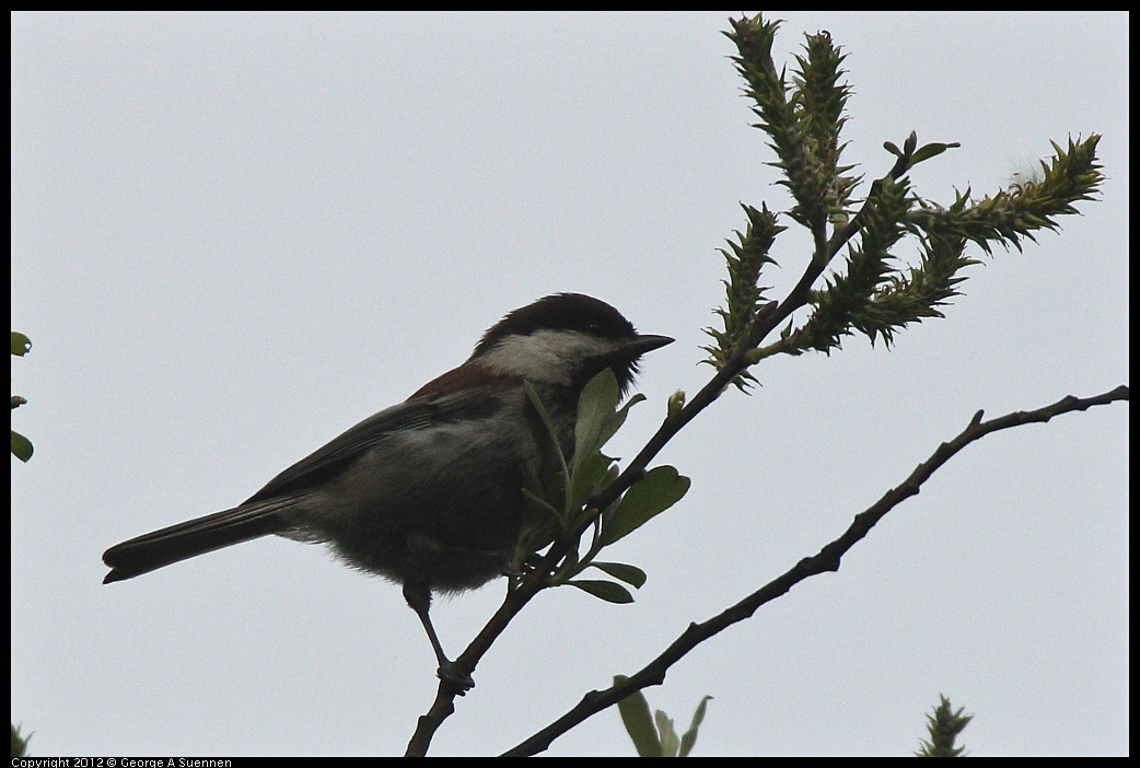 0403-090229-01.jpg - Chestnut-backed Chickadee