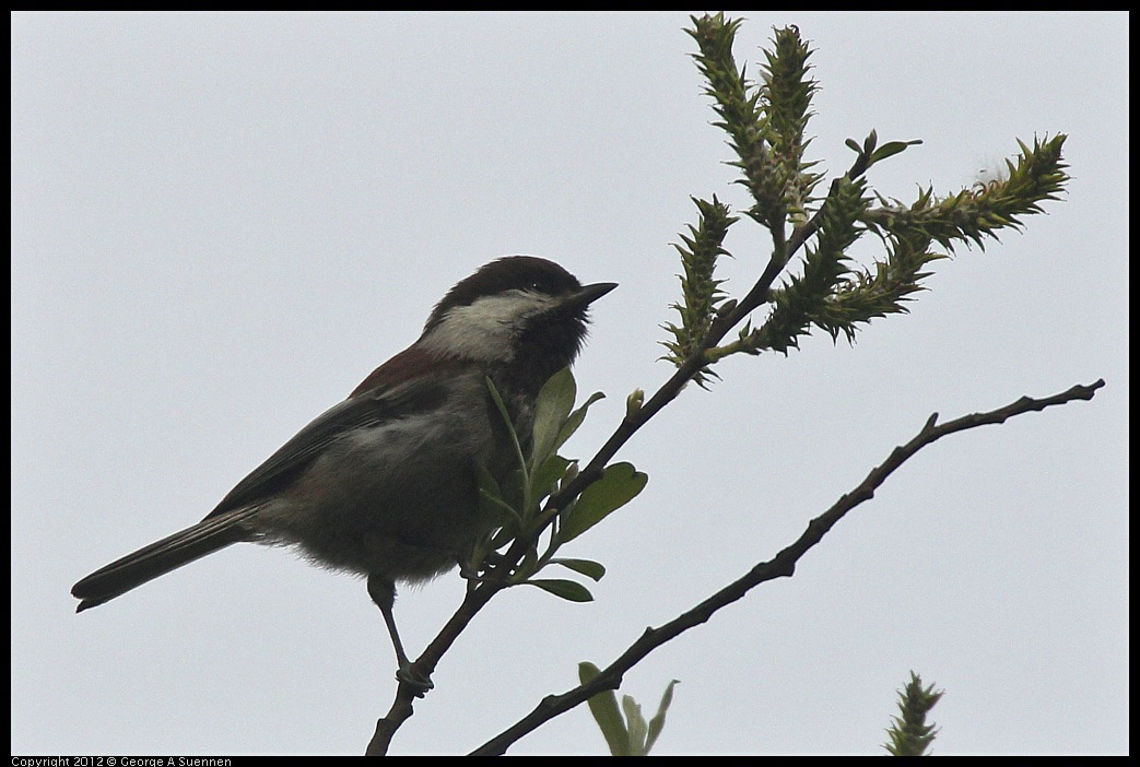 0403-090230-03.jpg - Chestnut-backed Chickadee