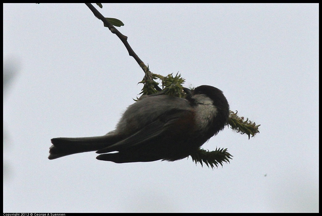 0403-090246-02.jpg - Chestnut-backed Chickadee