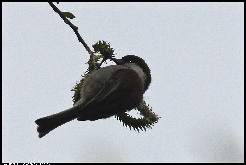 0403-090247-01.jpg - Chestnut-backed Chickadee