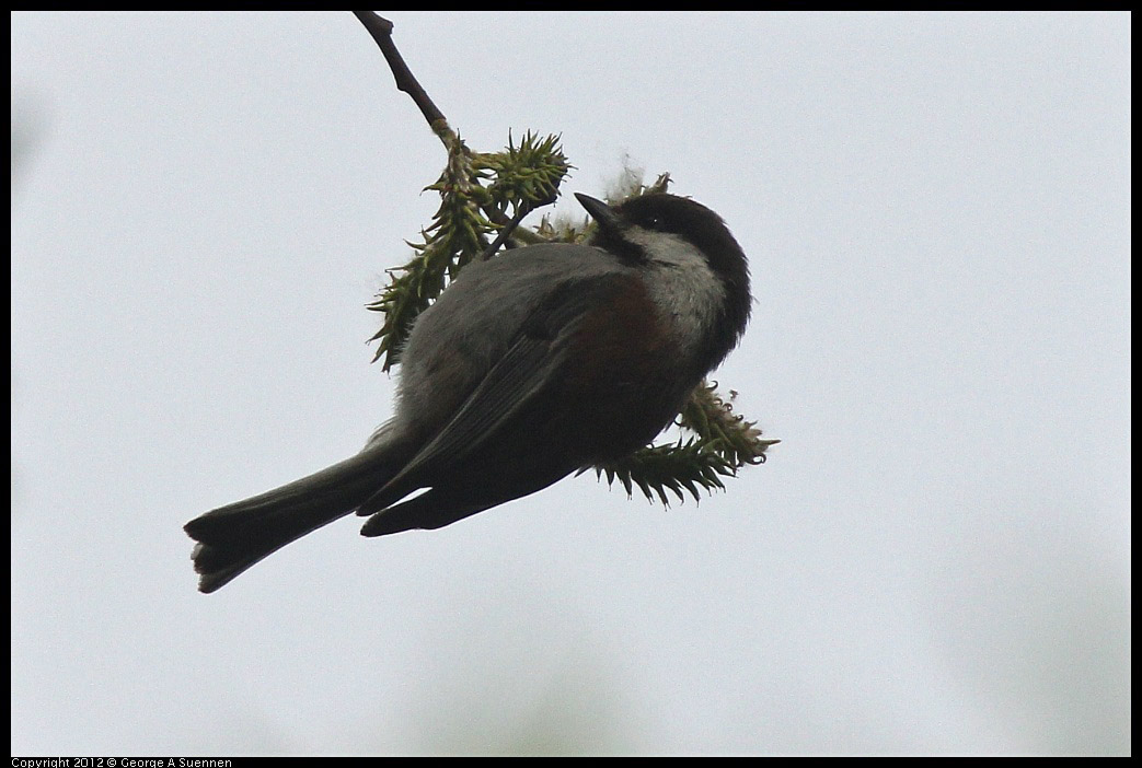 0403-090248-03.jpg - Chestnut-backed Chickadee