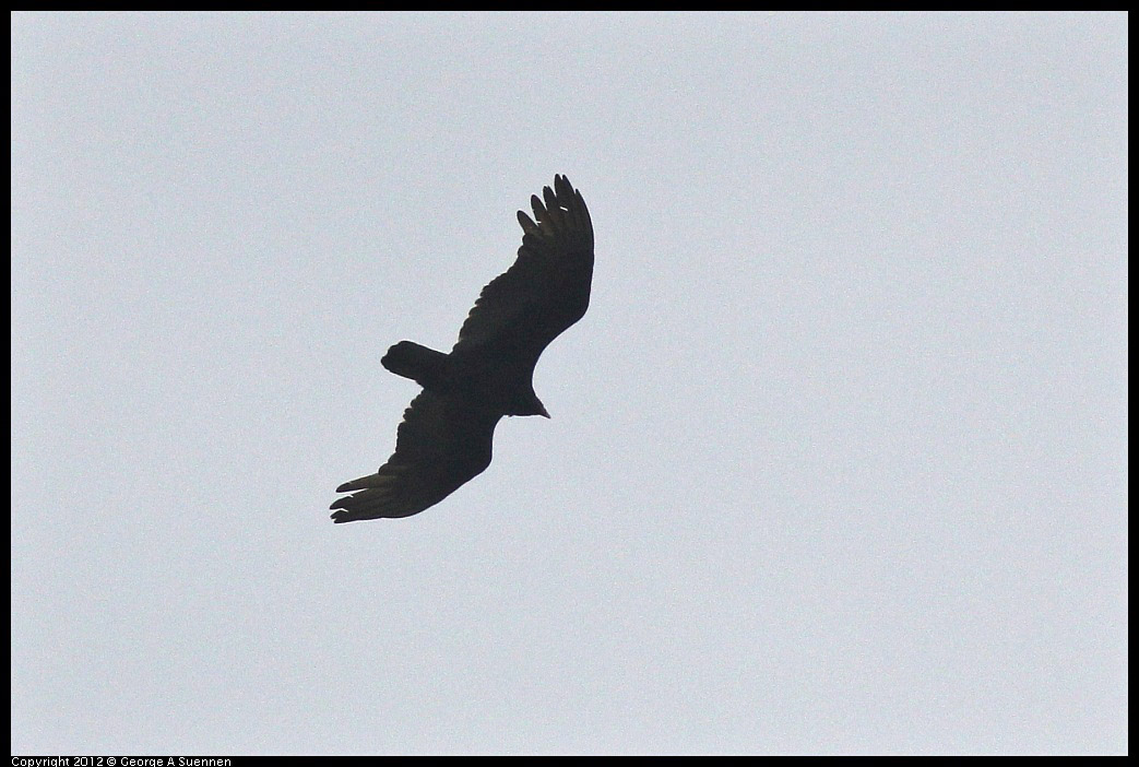 0403-090359-02.jpg - Turkey Vulture