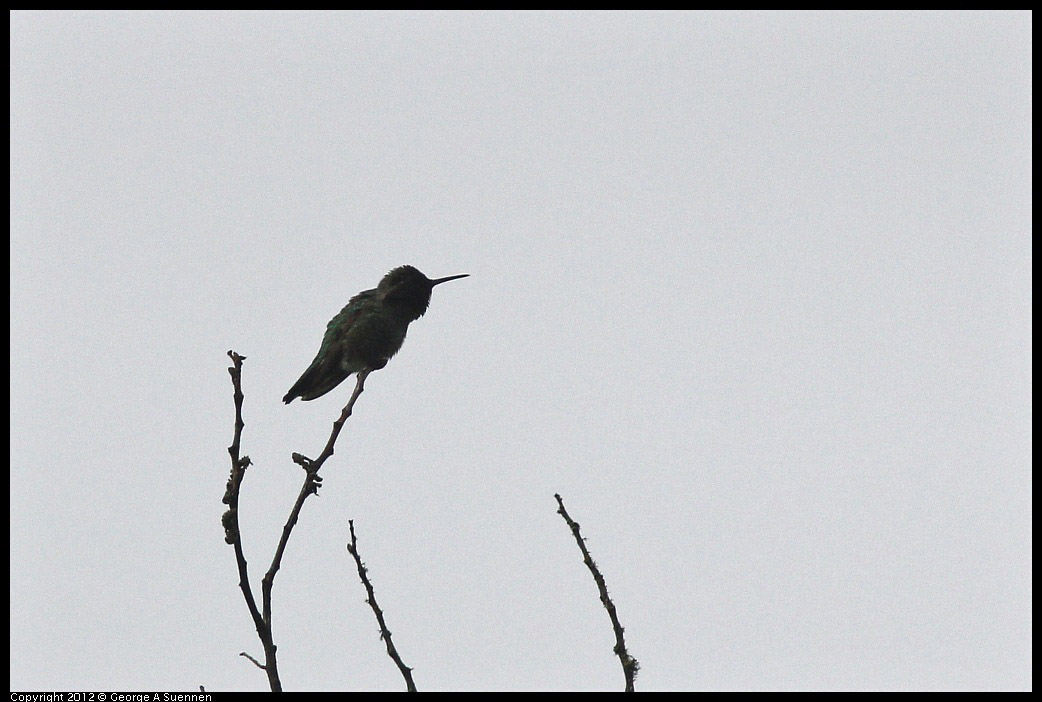 0403-090433-05.jpg - Anna's Hummingbird