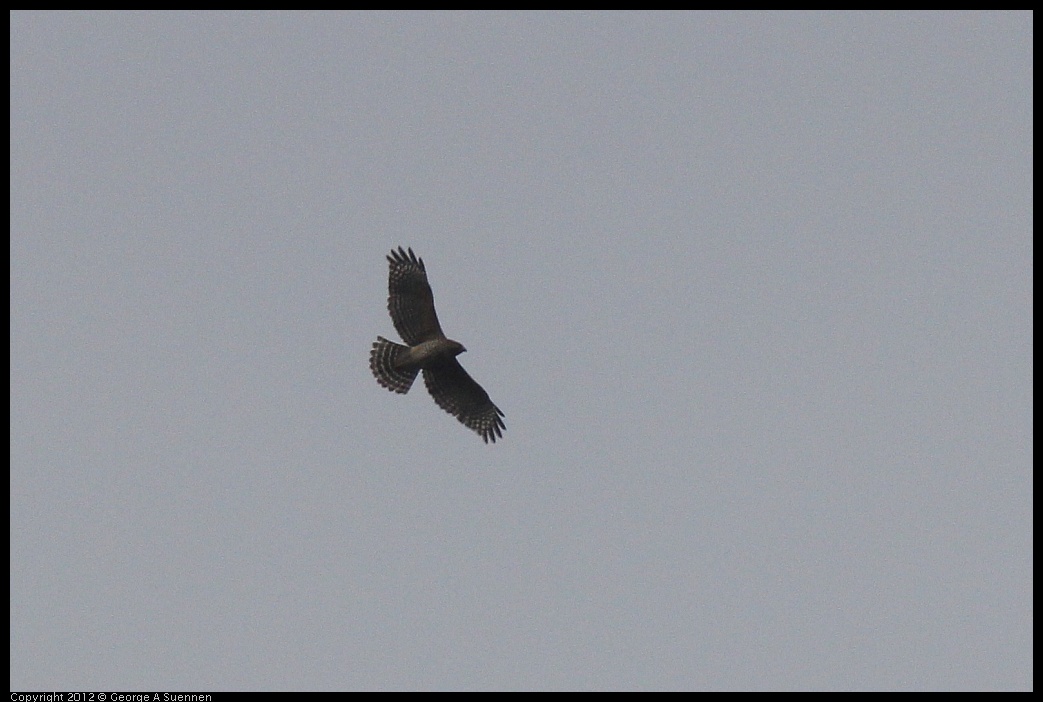 0403-090529-03.jpg - Red-shouldered Hawk