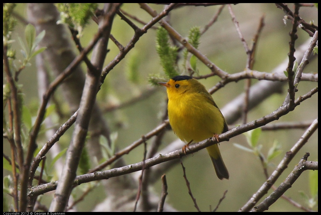 0403-091221-03.jpg - Wilson's Warbler