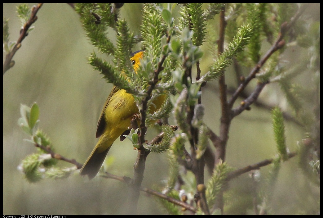 0403-091231-02.jpg - Wilson's Warbler