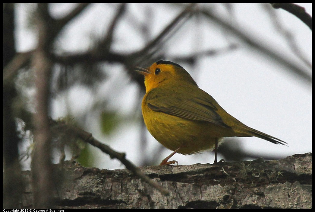 0403-091246-01.jpg - Wilson's Warbler