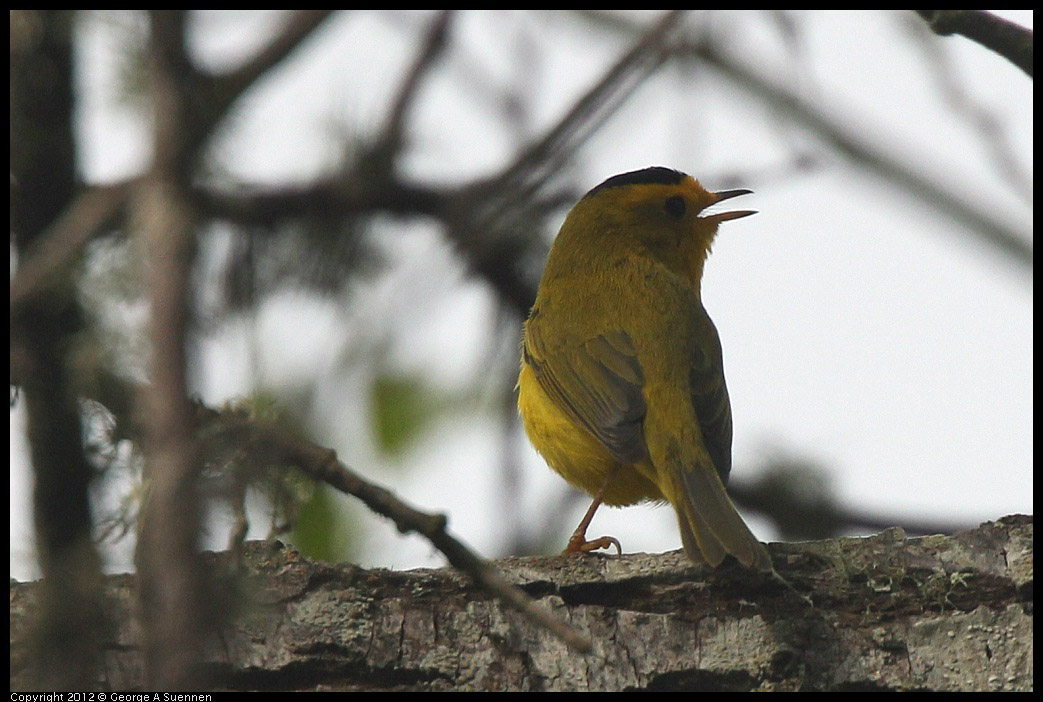 0403-091246-04.jpg - Wilson's Warbler