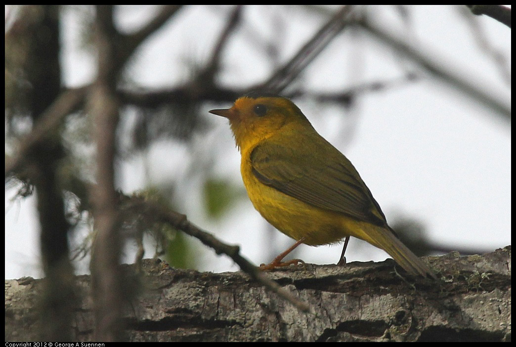 0403-091247-03.jpg - Wilson's Warbler