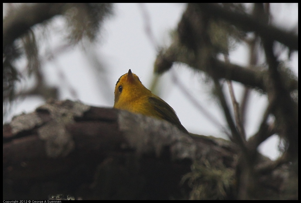 0403-091252-01.jpg - Wilson's Warbler