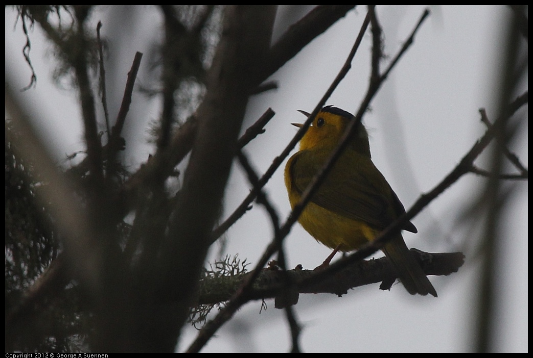 0403-091358-03.jpg - Wilson's Warbler