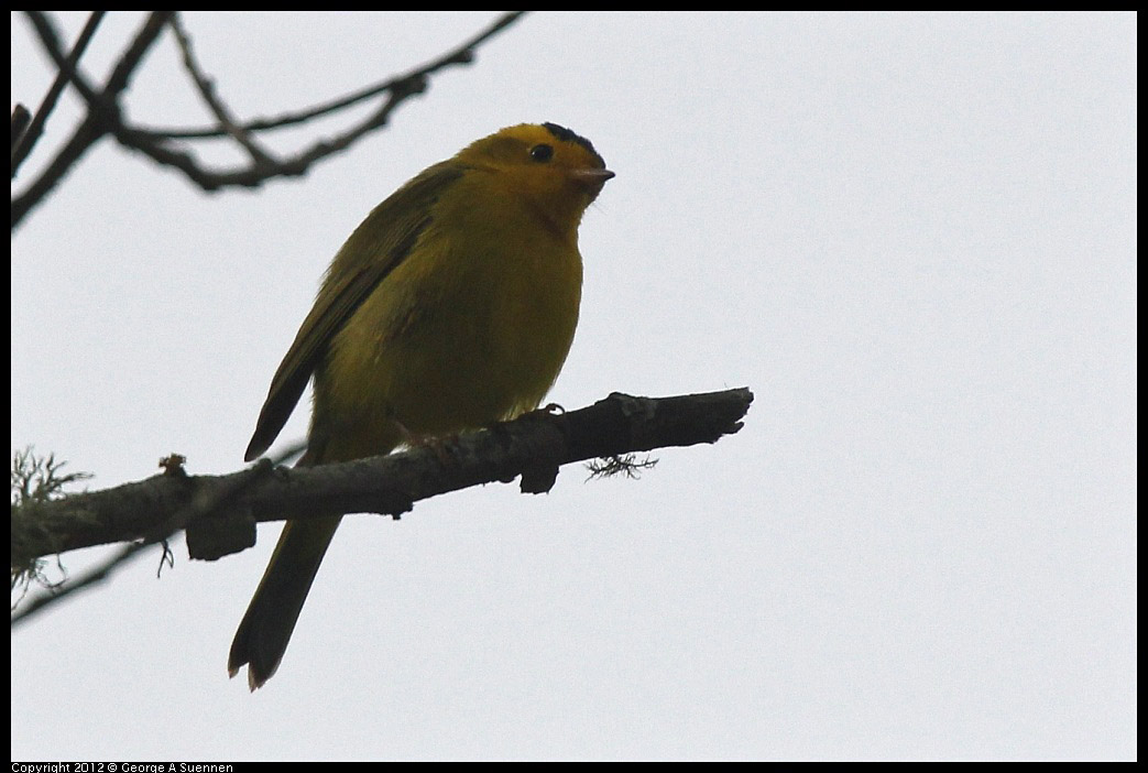 0403-091430-05.jpg - Wilson's Warbler