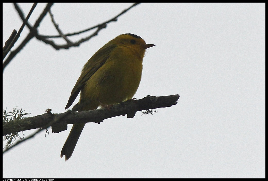 0403-091431-03.jpg - Wilson's Warbler