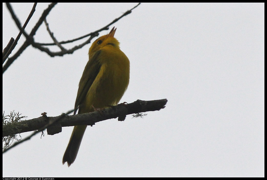 0403-091433-01.jpg - Wilson's Warbler