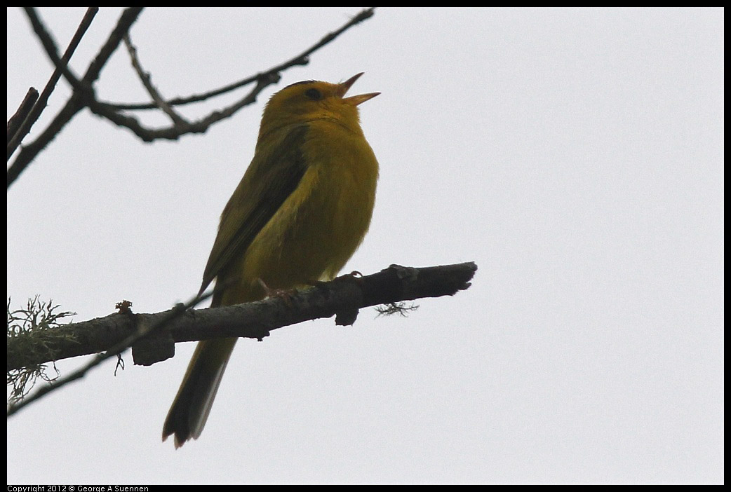 0403-091434-01.jpg - Wilson's Warbler