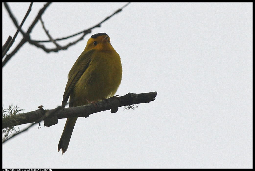 0403-091438-01.jpg - Wilson's Warbler