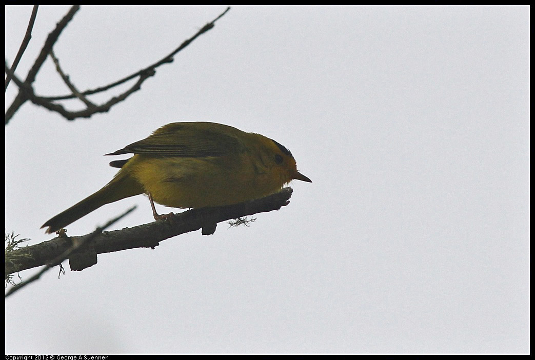 0403-091454-01.jpg - Wilson's Warbler