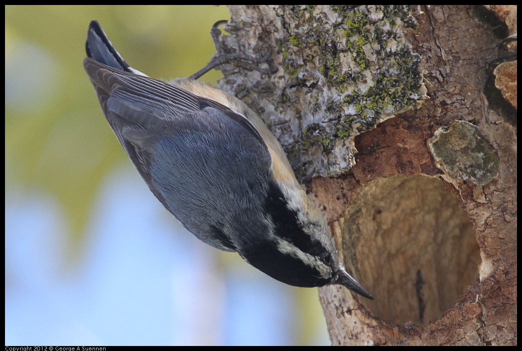 0404-142820-01.jpg - Red-breasted Nuthatch