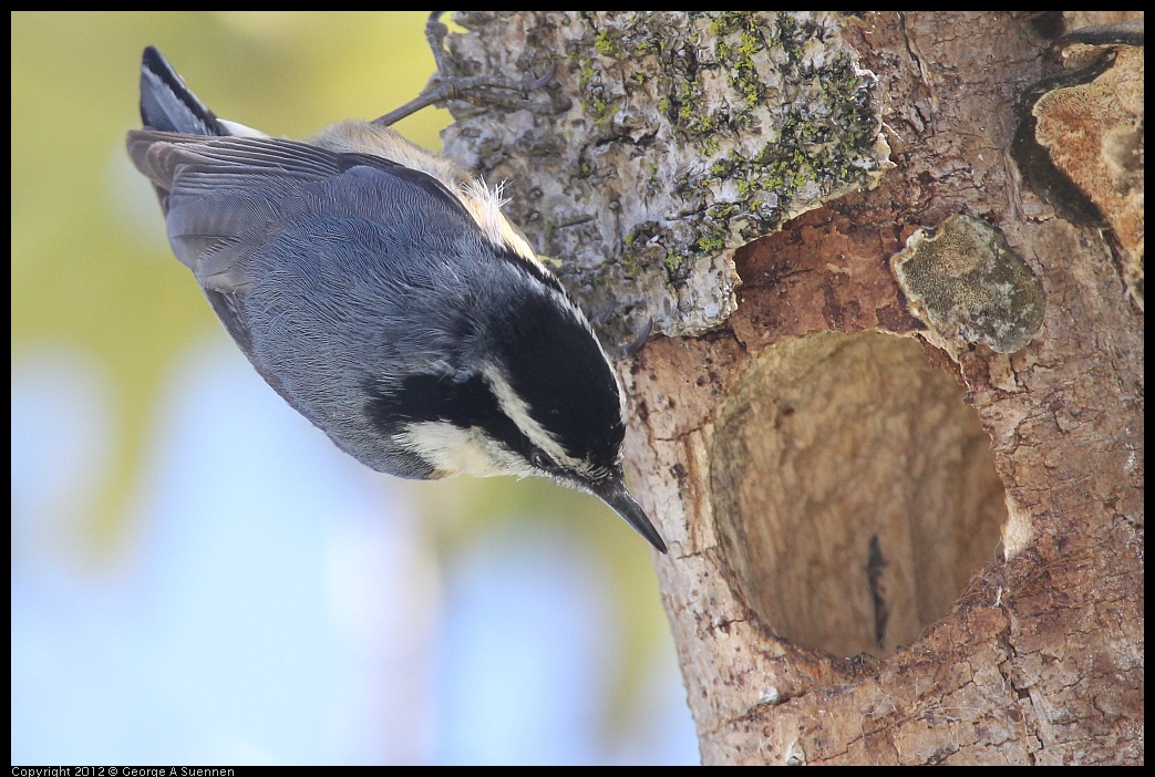 0404-142834-02.jpg - Red-breasted Nuthatch