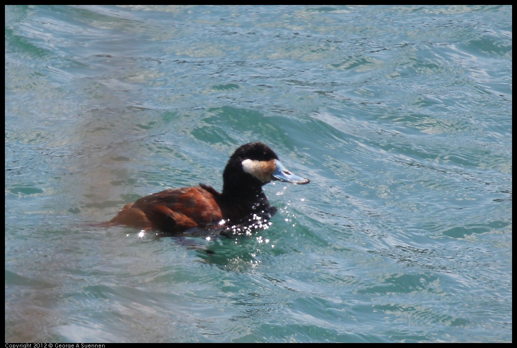 0409-093817-01.jpg - Ruddy Duck (Id purposes only)