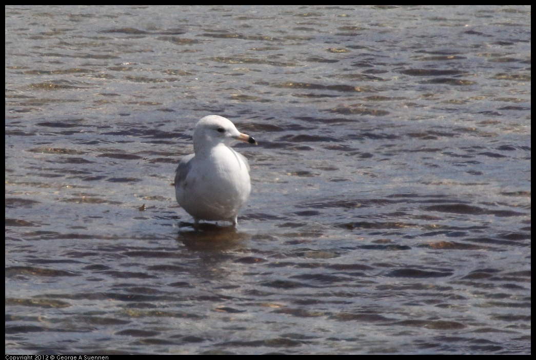 0409-095134-01.jpg - Ring-billed Gull (Id purposes only)