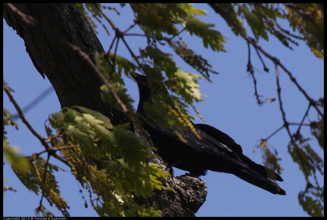 0409-095627-01.jpg - America Crow (Id purposes only)